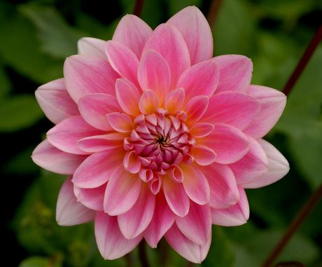 Dahlia 2