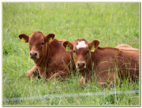 Koeien rustend in het gras