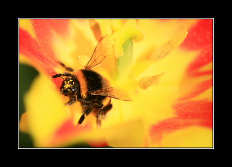 Hommel in Tulp