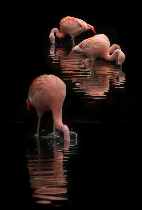 flamingo 2