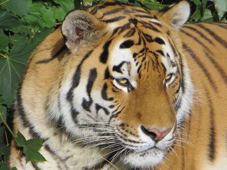 Tijger Ouwehandsdierenpark