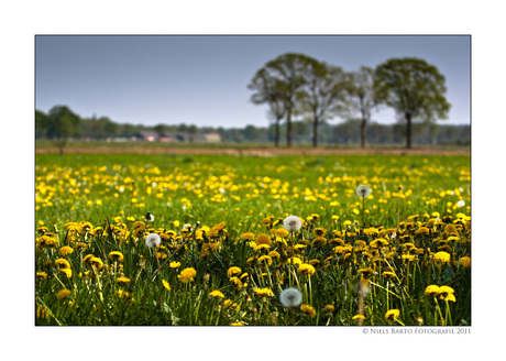 Paardebloemen