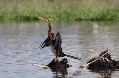 afrikaanse slangenhalsvogel