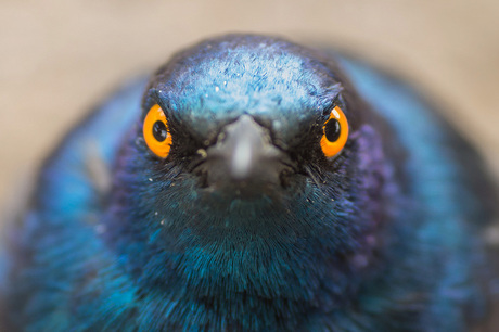 cape glossy starling