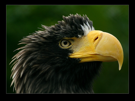 Valse blik van Steller Eagle