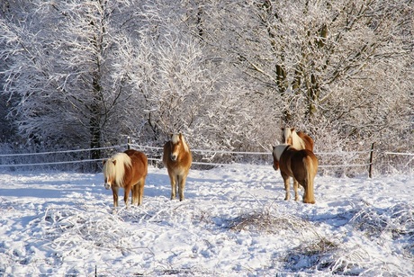 paarden