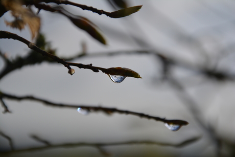 Dewdrops