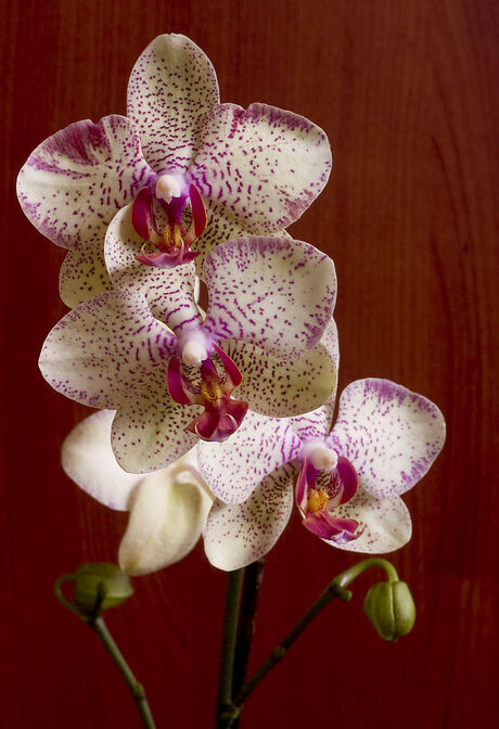 Orchidee_2