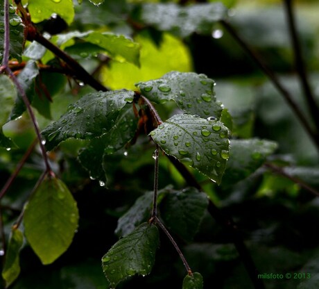 Raindrops