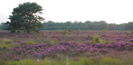 Drentse heide