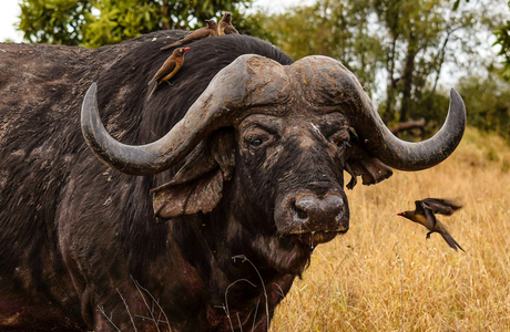Buffel Zuid Afrika