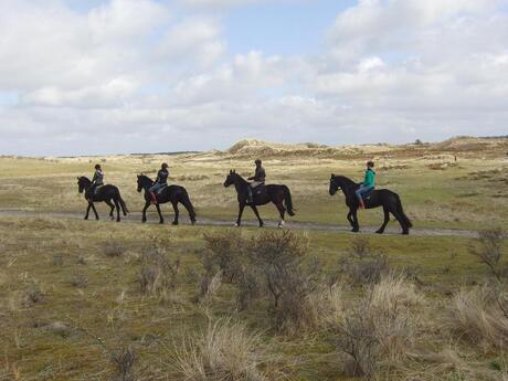 Paarden in duinen Terschelling