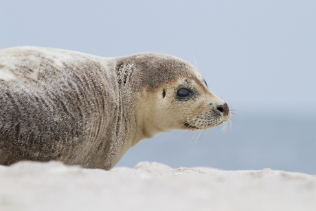 Gewone zeehond - Phoca vitulina