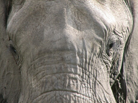 Close-up olifant @ Masai Mara