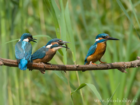 Ijsvogel familie