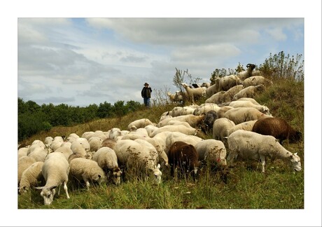 herder met hondje en schapen