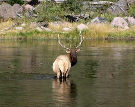 Elk 2011 Yellowstone