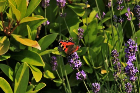 Vlinder bij de lavendel