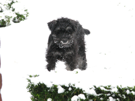 Spelen in de sneeuw