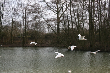 meeuwen in het park