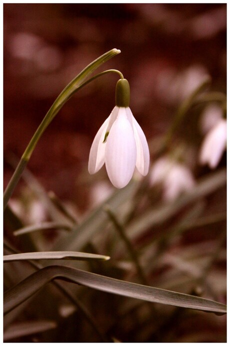 snowdrop