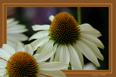 Wiite zonnehoed (echinacea)