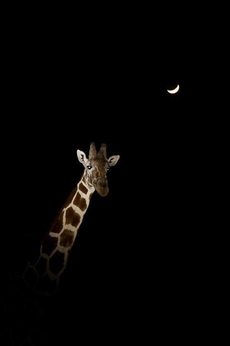 Giraffe bij maanlicht