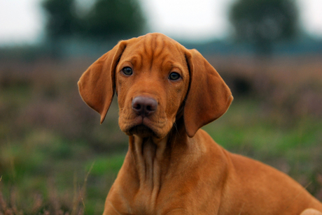 Vizsla pupje