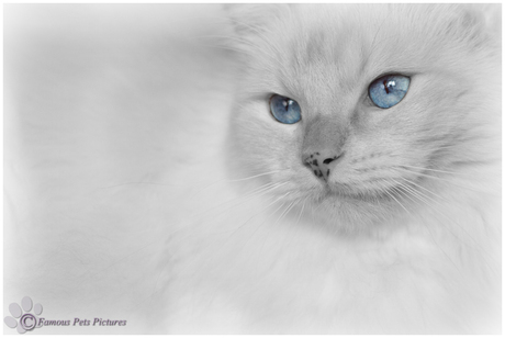 Famous 'blue eyes'