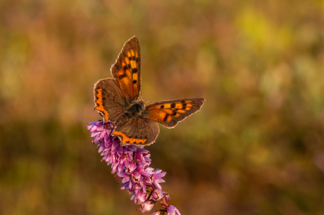 20180822_creijespot_4178