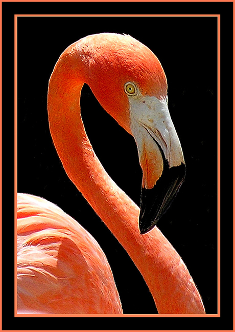 Flamingo