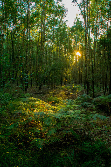 Licht in het bos