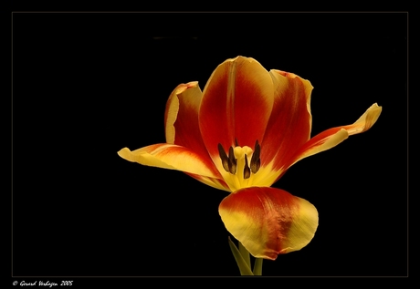 Tulp 02