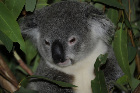 austalia zoo nov.2011