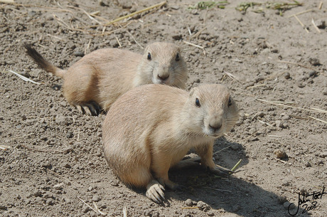 Prairie honden