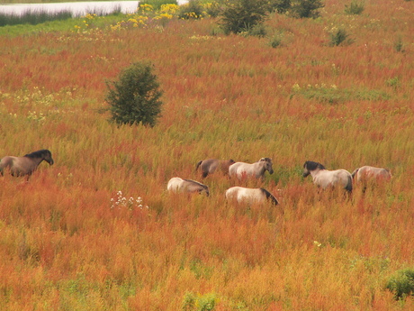 wild horses