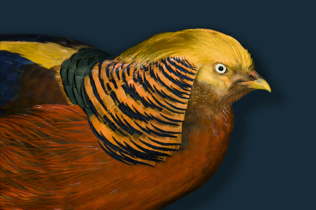 Golden Pheasant