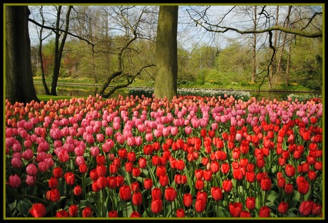 Keukenhof Lisse Hillegom.