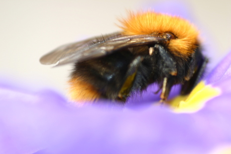 Hommel