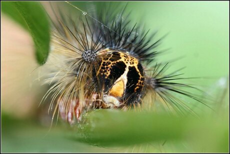 Rups van de Plakker