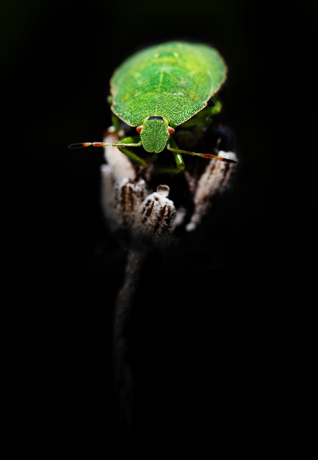 Stink Bug in Black