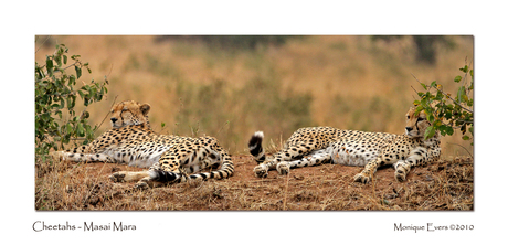 Cheetahs in Masai Mara