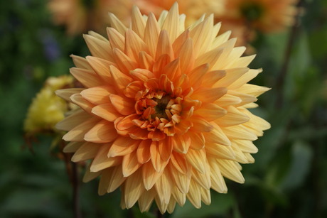 Dahlia