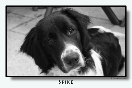 Spike