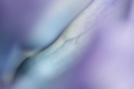 Detail Hyacinth
