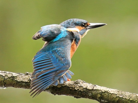 Ijsvogel rekt zich uit