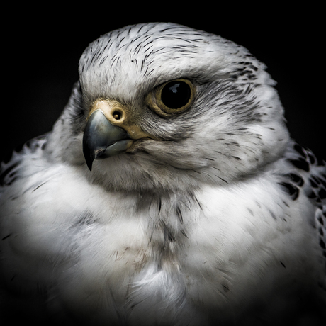 Roofvogel portret