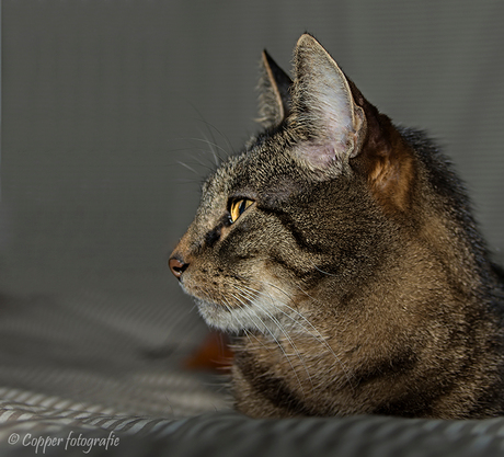 Mijn katje Riffeke († 15-02-2016)