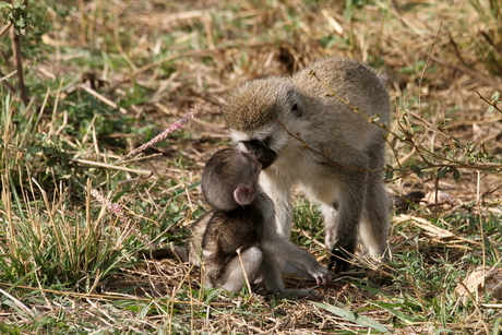 Apenkus in Tanzania