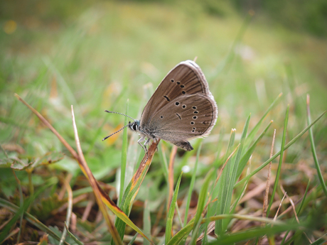 Butterfly in sumer field